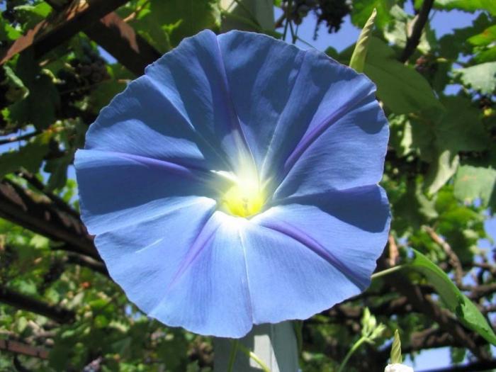 синий цветок фото