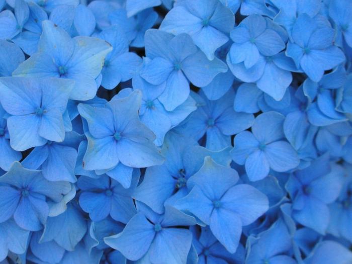 голубые и синие цветы