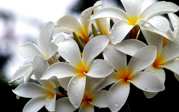белые цветы фото