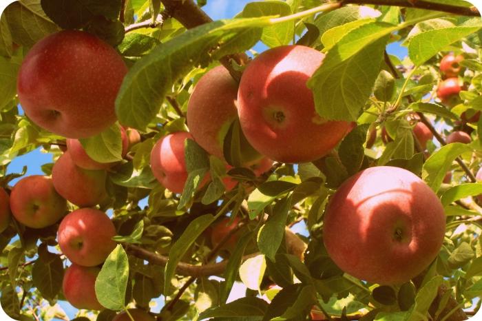 характеристика сортов яблонь