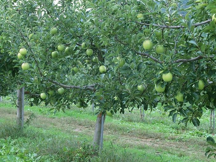 Ранние сорта яблонь для средней полосы россии с фото и описанием