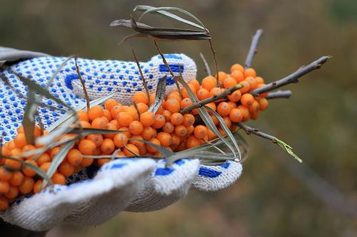 how to quickly collect sea buckthorn