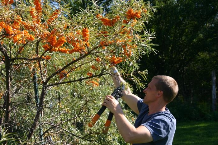 sea ​​buckthorn collector