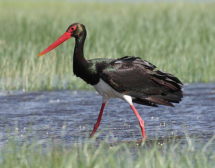 red book of the Vologda region birds black stork