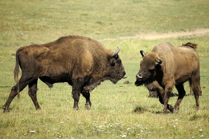 animals of the red book of the Vologda region