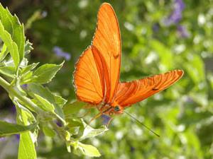 Museum of Living Butterflies in St. Petersburg