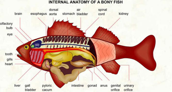 строение тела рыбы
