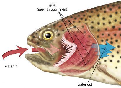 рыбы биология