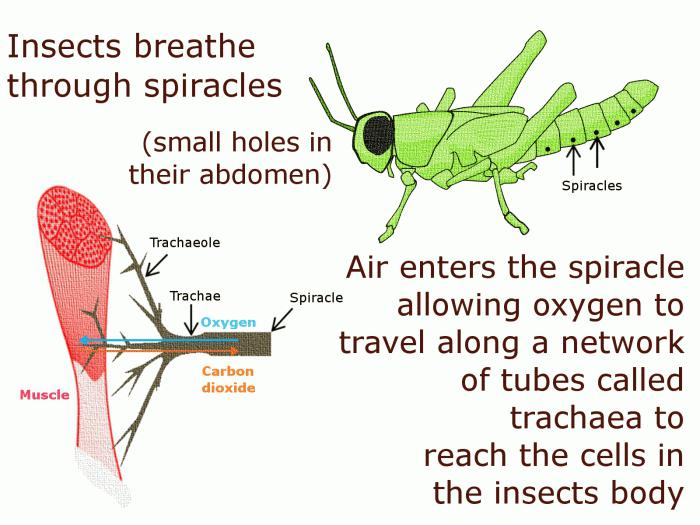 какая дыхательная система у насекомых