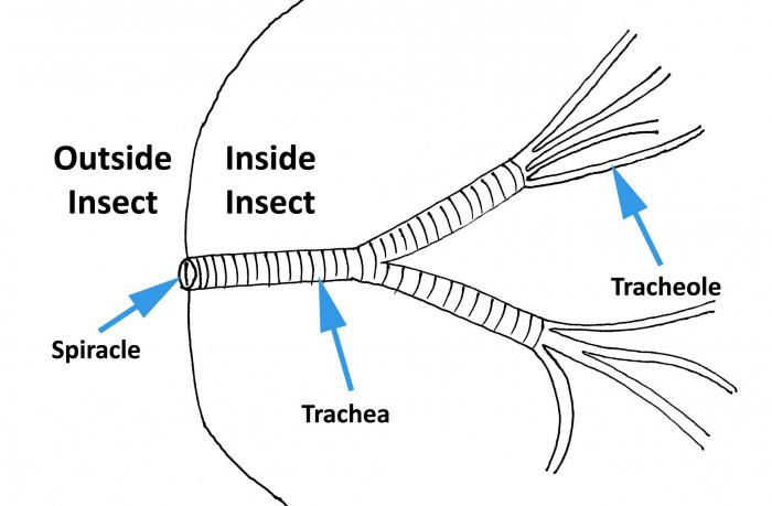 дыхательная система насекомых представлена