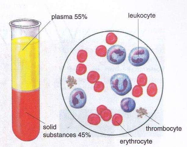 межклеточное вещество крови 
