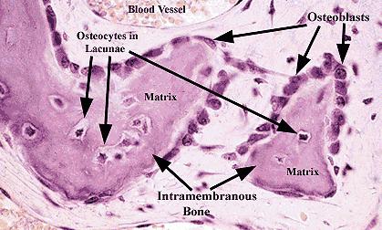 межклеточное вещество в тканях