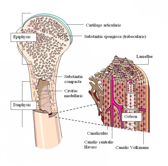 межклеточное вещество костной ткани