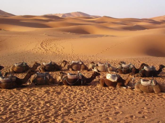 аравийские пустыни