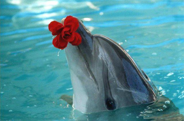 ярославского дельфинария