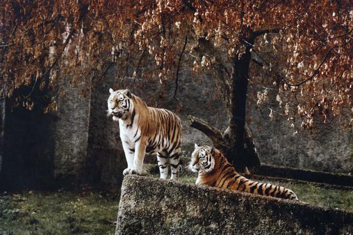 белый тигр во сне