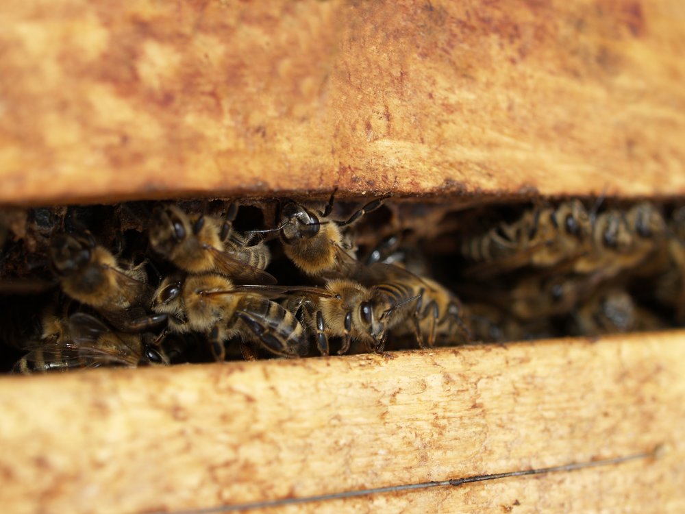 откуда берется мед у пчел