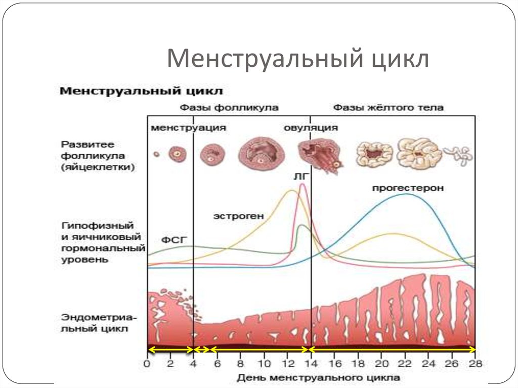 фазы менструального цикла