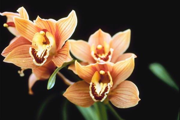 удобрение для орхидей