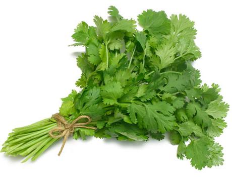 coriander is