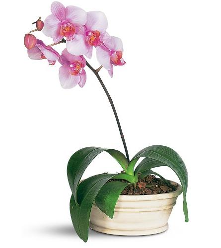 цветение орхидей в домашних условиях