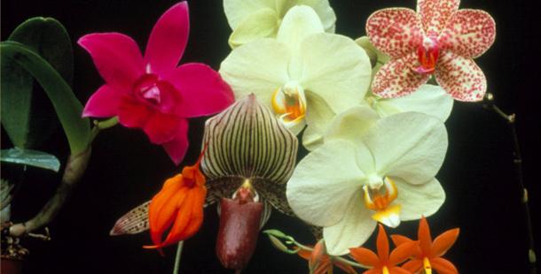 размножение домашней орхидеи в домашних условиях