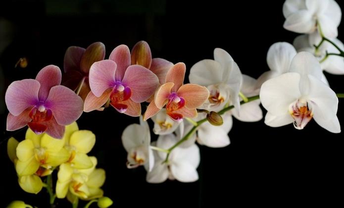 phalaenopsis transplant