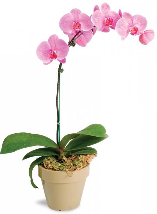 phalaenopsis transplant