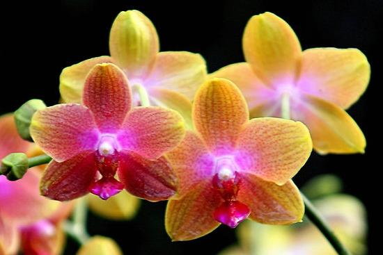 phalaenopsis transplant care