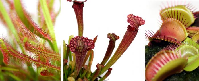 indoor flower flytrap