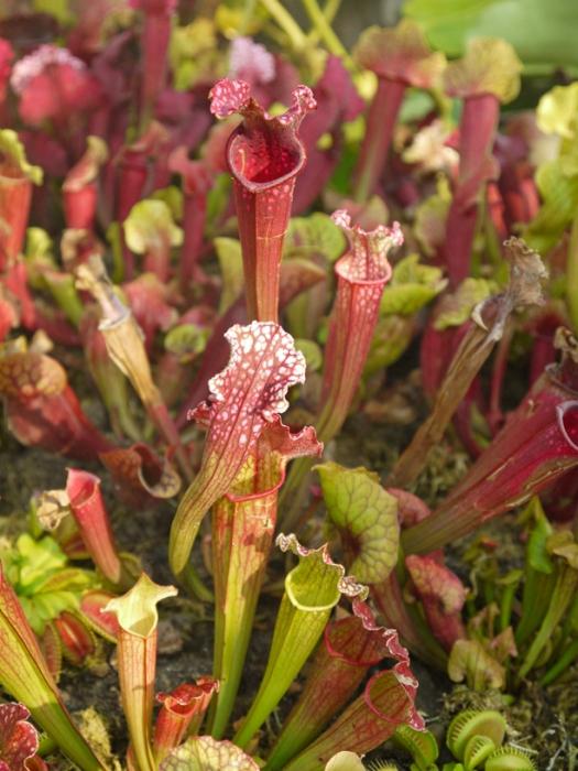 flower flytrap care