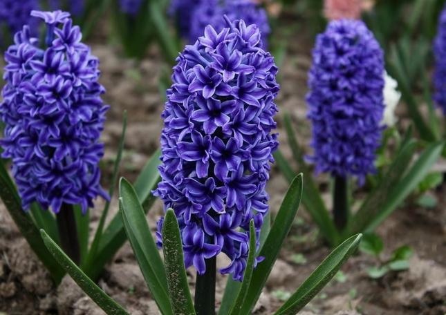 outdoor hyacinth