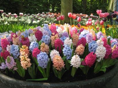 when to plant hyacinths