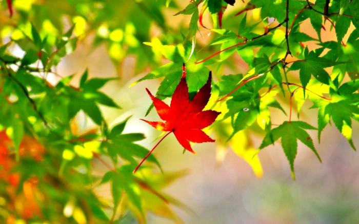 Maple Leaf