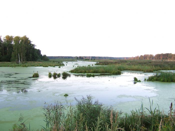 lakes near Moscow where you can swim