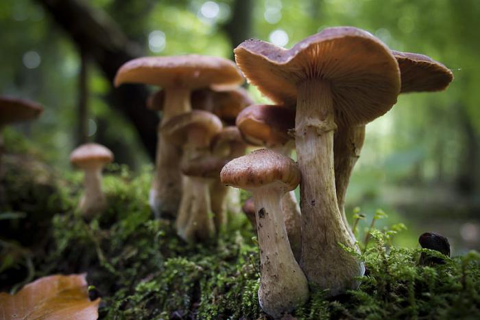 where to look for mushrooms in the suburbs