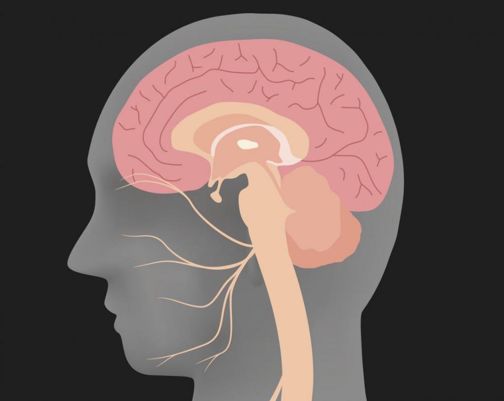 Судороги мозга. Vagus nerve stimulation. Силуэт головы с мозгом. Блуждающий нерв в теле. Стимуляция блуждающего нерва.