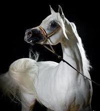 арабская порода лошадей