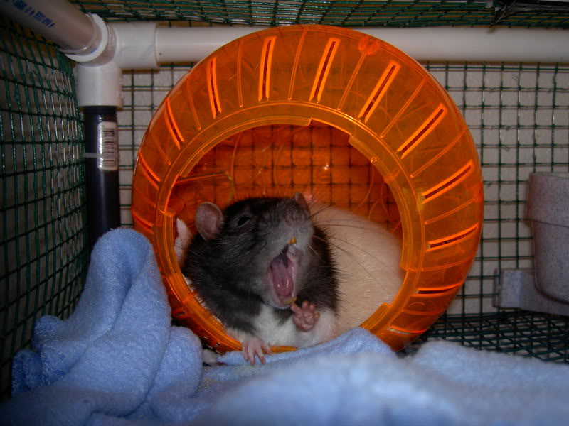 sleepy rat