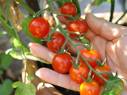 cherry tomatoes calories