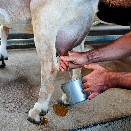 goat milk composition