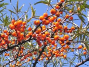 sea ​​buckthorn oil recipe