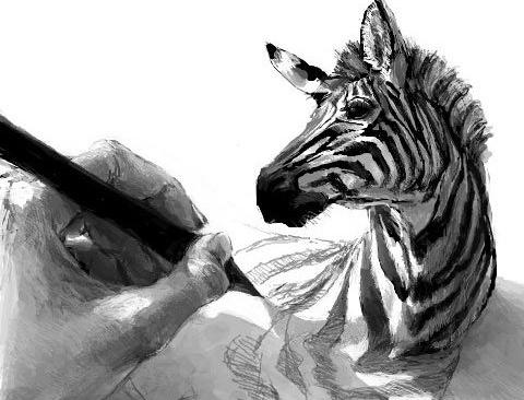 how to draw a zebra