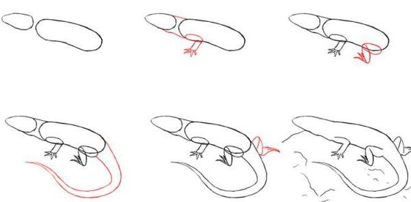 как нарисовать ящерицу карандашом поэтапно
