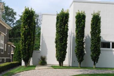 колоновидные деревья