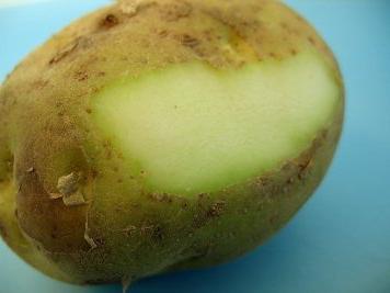 зеленая картошка
