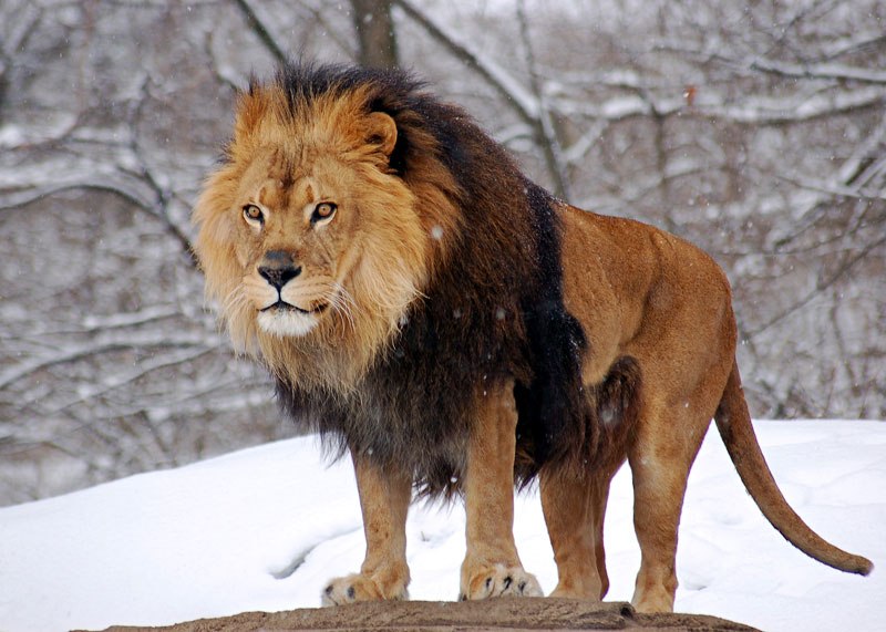 Male Panther Photo - Lion