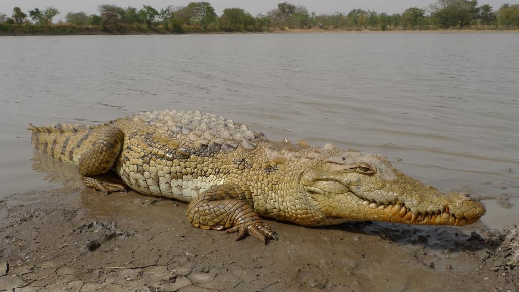 Западноафриканский крокодил
