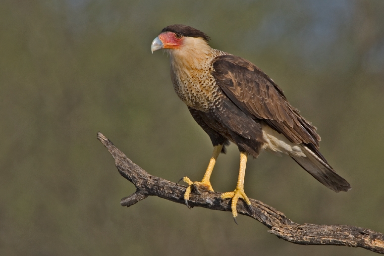 small bird of prey of the falcon family