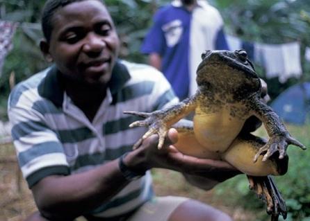 goliath frog